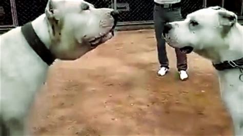 Descubre en TikTok los videos cortos relacionados con bully vs argentino. . Bully kutta vs dogo argentino fight